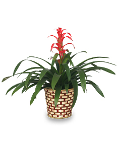 Bromeliad Houseplant