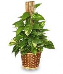 Golden Pothos