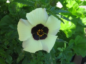 Hibiscus Bloom