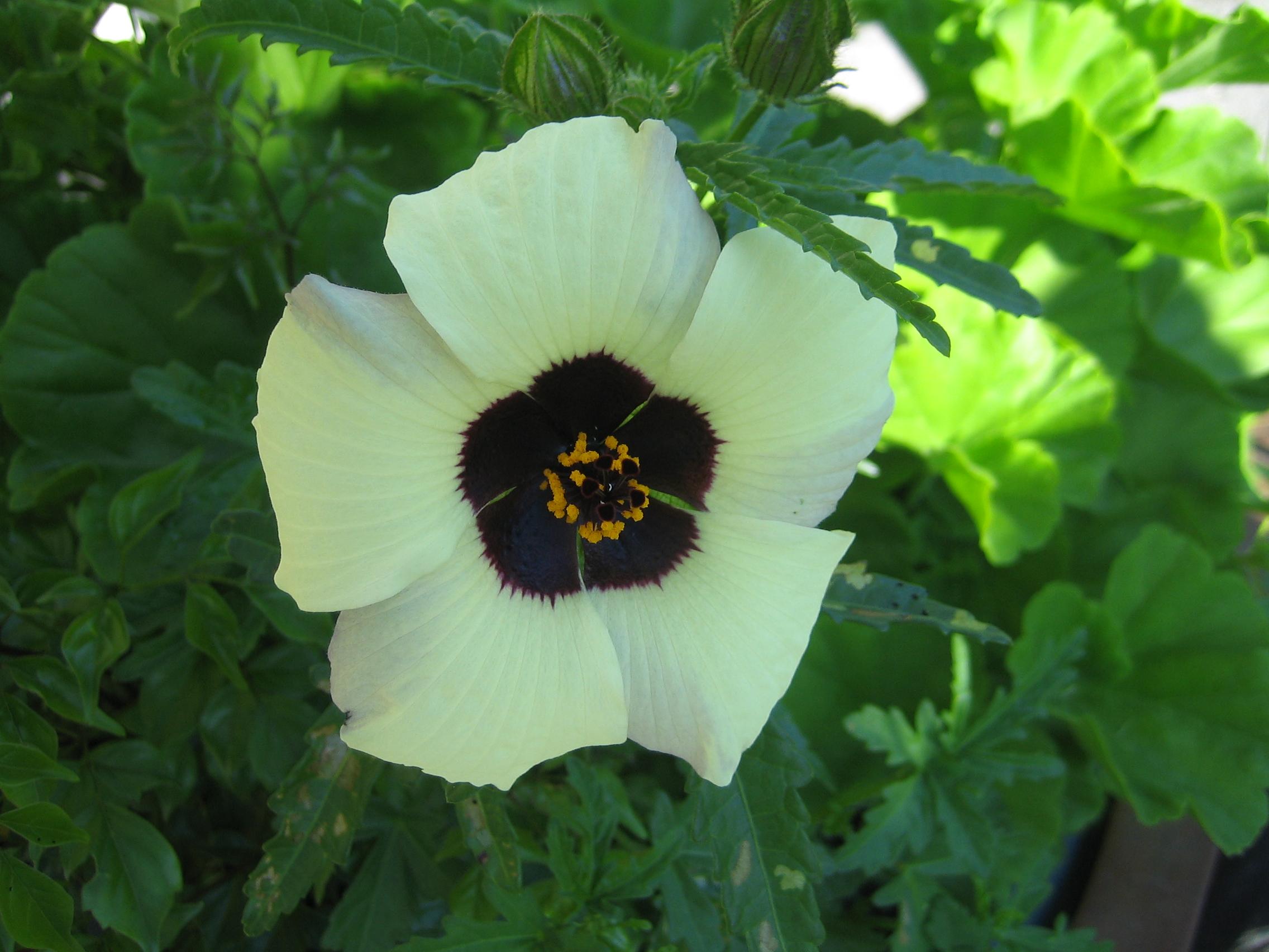 5 Petal Cream Flower Is A Hibiscus