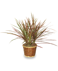 Red Striped Dracaena (Dracaena Marginata)