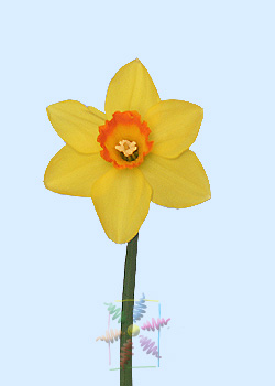 Daffodil About Flowers