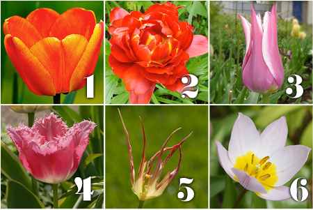 Types of Tulips