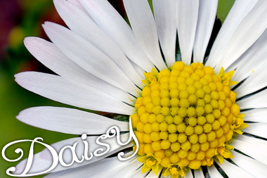 N/A Naive Daisy Flower N/A Naive Daisy Flower