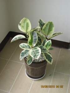A potted Ficus elastica 'Variegata'