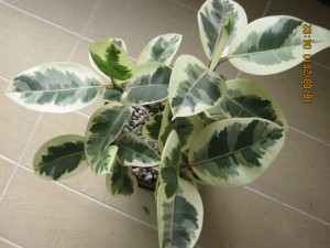 Up-close photo of the leaves of a Ficus elastica 'Variegata'