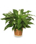Green Houseplant Peace lily