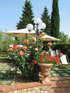 Roses In An Italian Garden