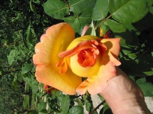 Yellow Rose Bud With Orange Tips