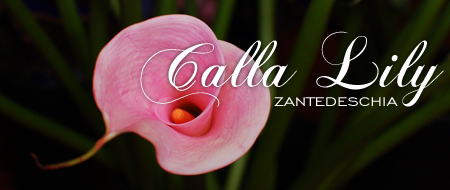 Calla Lilies - Zantedeschia