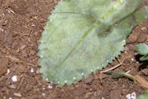 Kalanchoe pinnata "Cathedral Bells"