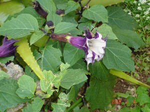  Angel's Trumpet Ballerina Purple Datura metel 