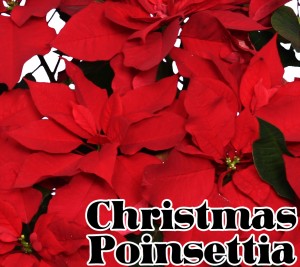 christmas-poinsettia