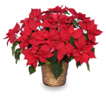 Send Christmas Poinsettias From Your Local Florist