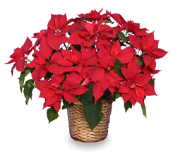 Christmas Poinsettia Care