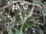 Euphorbia milii, known as a Crown of Thorns Plant or Christ Plant