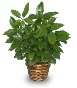 Green Schefflera House Plant