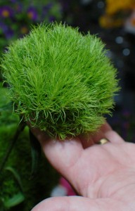 ‘Barbatus Green Ball’ Dianthus