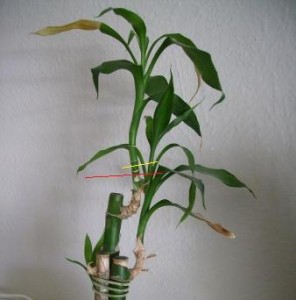 Topping Lucky Bamboo - Red Line Indicates Node - Yellow line indicates where to Make Cut