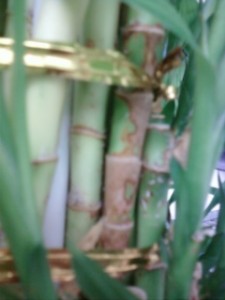 Lucky Bamboo 