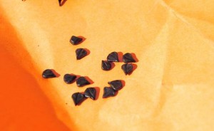 Tear-shaped Seed - Cassia alata Seed