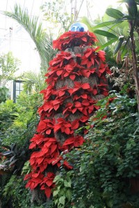 Poinsettia Topiary At The Biltmore 