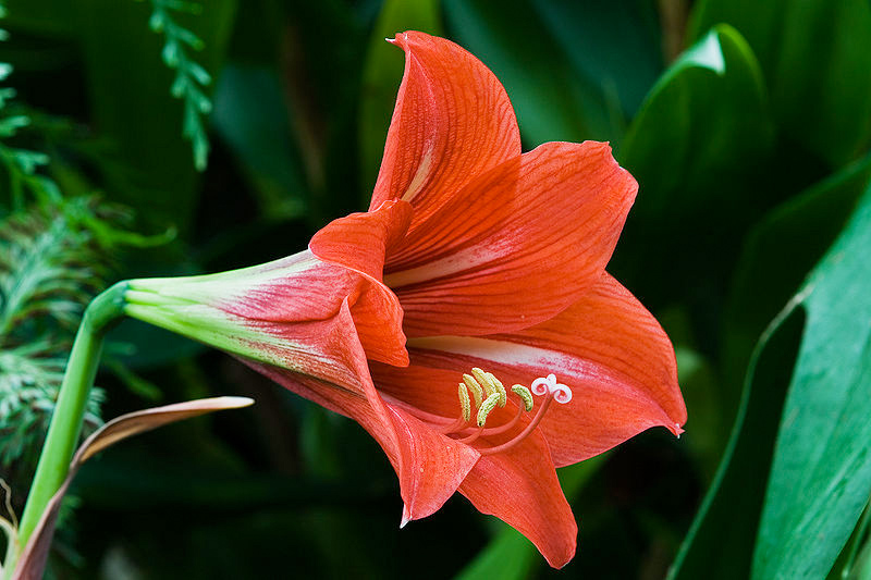 Amaryllis | Hippeastrum