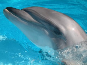 Bottle-Nose Dolphins Love Blue Delphinium!