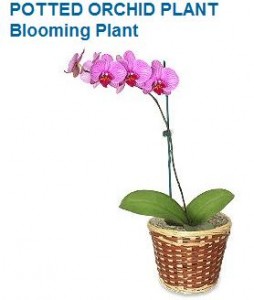 Blooming Plant Orchid