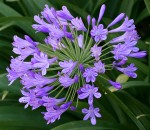 Agapanthus Purple Flower