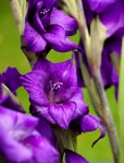 Gladiolis Purple Flower