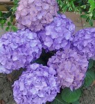 Hydrangea Purple Flower