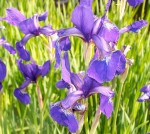 Iris Purple Flowers