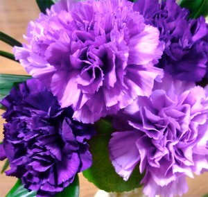 Purple Carnations