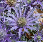 Sea Holly Purple Flowers