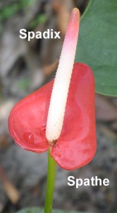 Anthurium Parts