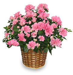 Azalea Potted Plant