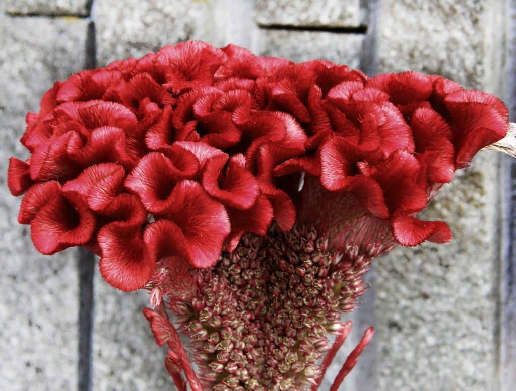 Burgundy Cockscomb