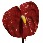 Dark Red Anthurium