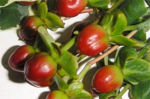Red Hypericum Berries