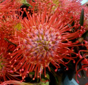 Red Protea Pincushion