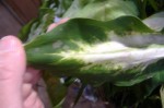 Gray Spot On Dieffenbachia Leaf