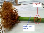 Lucky Bamboo With Fungus