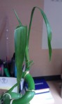 Top Spiral Lucky Bamboo