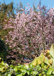 Flowering Trees in Spring