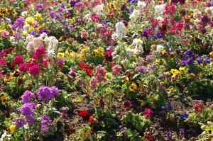 Golden Gate Bridge Flowers - Stock