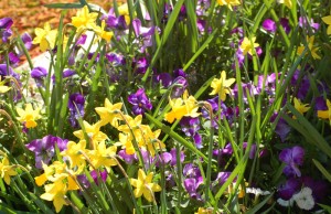 Golden Gate Bridge Flowers