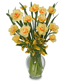 Double Daffodil Arrangement