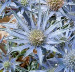 Light Blue Sea Holly