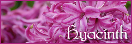 All About Hyacinths